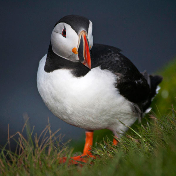Close-up image of an Icelandic Puffin in the grass by Noella Ballenger.