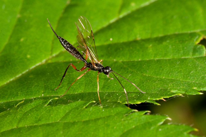 Photo of parasitic wasp using flash techniques by Edwin Brosens