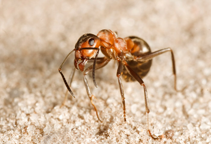 Photo of wood ant using flash techniques by Edwin Brosens. insect macro photography