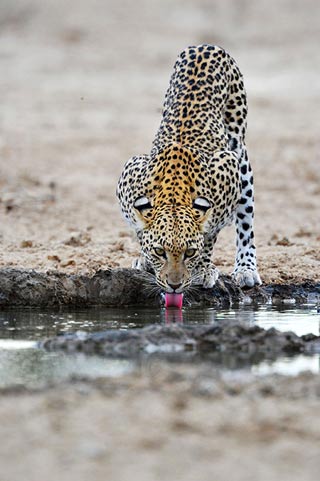 Photo of Leopard Drinking at a waterhole – Kgalagadi by Mario Fazekas.