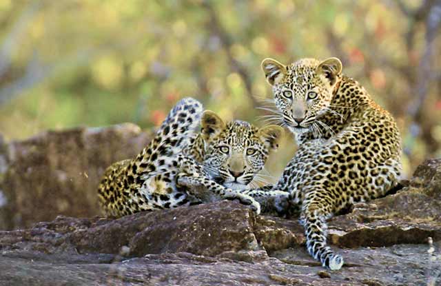 Photo of Leopard Cubs Playing – Letaba River, Kruger National Park by Mario Fazekas.