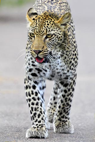Photo of Leopard Walking in Road – Kruger National Park by Mario Fazekas.
