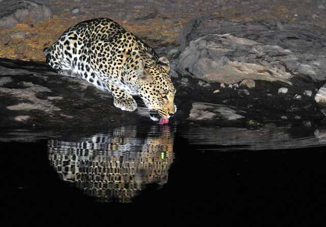 Reflection Photo: Leopard Drinking at night – Moringa Waterhole, Etosha by Mario Fazekas.