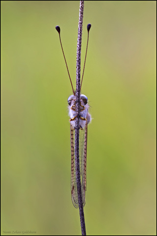 Macro photo of an Owlfly behind the stem of a plant by Neomi Zehavi Goldshtein.