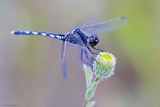 Macro photo of a brilliant blue dragonfly landing on the top of a flower bud by Neomi Zehavi Goldshtein.