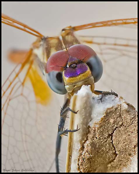 Macro photo of a colorful dragonfly eating from a plant by Neomi Zehavi Goldshtein.