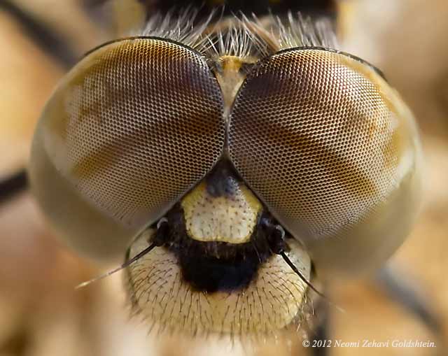 Close / enlarged look at a macro photo of the face and eyes of a brown, beige and gold dragonfly by Neomi Zehavi Goldshtein.