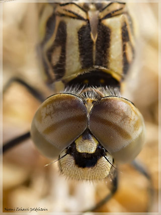 Macro photo of the face and eyes of a brown, beige and gold dragonfly by Neomi Zehavi Goldshtein.