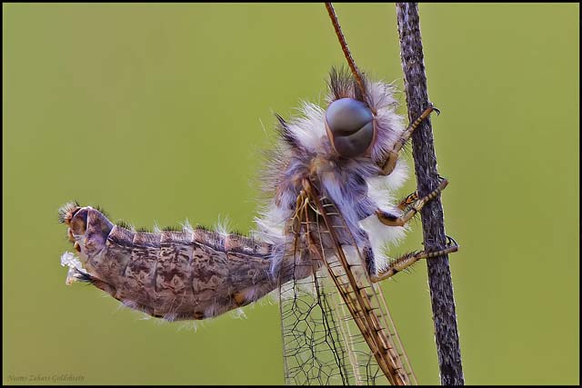 Macro photo: profile of an Owlfly clinging to a small twig by Neomi Zehavi Goldshtein.