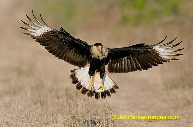 South Texas Wildlife: Caracara bird with wings spread as it flies in to land by Jeff Parker.