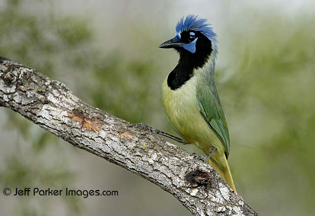 South Texas Wildlife: A Green Jay perched on branch by Jeff Parker.