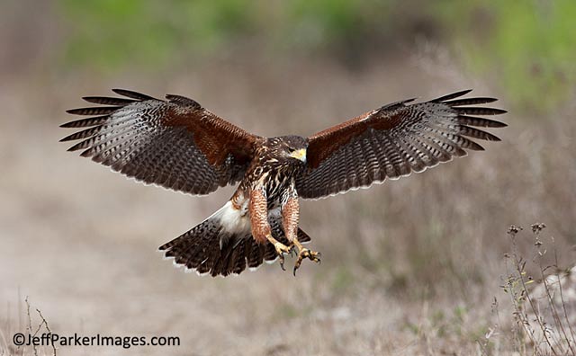South Texas Wildlife: Harris's Hawk with wings spread and talons open in ready to capture its prey by Jeff Parker.