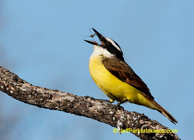 South Texas Wildlife: The yellow, black, brown, and white Kiskadee bird catching an insect while perched on a branch by Jeff Parker.