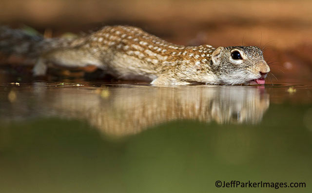South Texas Wildlife: Reflection photo of Mexican Ground Squirrel drinking water at edge of pond by Jeff Parker.