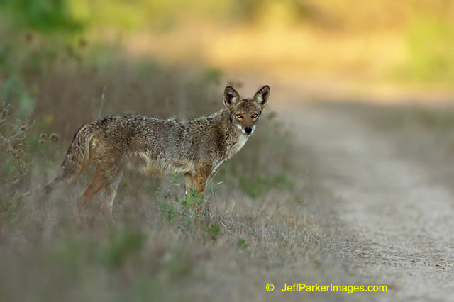 South Texas Wildlife: Coyote standing on the edge of a path in the Brush Country by Jeff Parker.