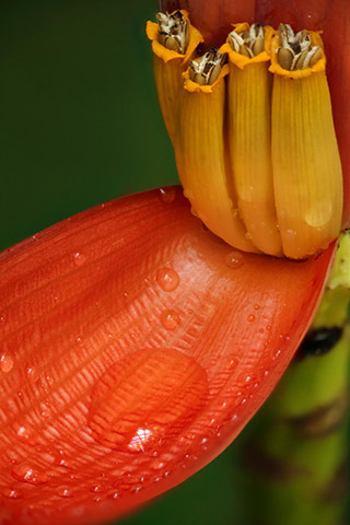 Close-up image of a red and yellow orange flower using depth of field focus stacking by Andy Long.