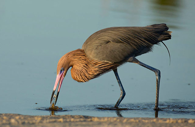 Image of a Reddish Egret catching its prey at the water's edge by Andy Long.