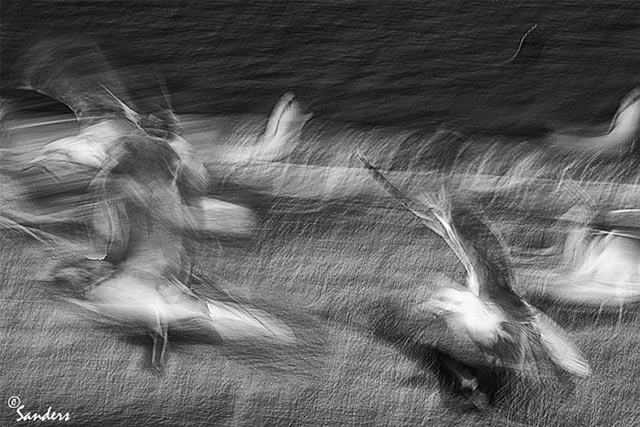 Photo Impressionism technique: blacka white image of people of birds in flight using camera shake to create motion and an impressionistic effect by Gerald Sanders.
