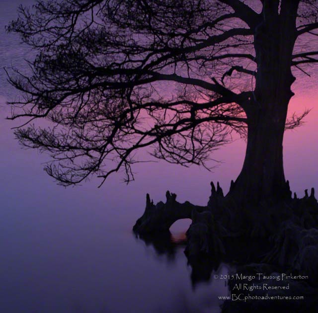 Silhouetted tree against a pink and purple sunset afterglow at the Outer Banks of North Carolina created by using a slow shutter speed in combination with a shallow depth of field by Margo Taussig Pinkerton.