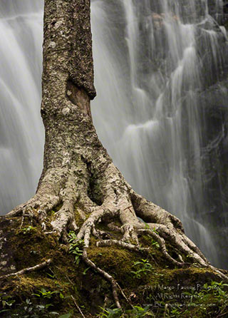 Image of a tree trunk and roots with a soft flowing waterfall in the background in the Blue Ridge Mountains, North Carolina by Margo Taussig Pinkerton.