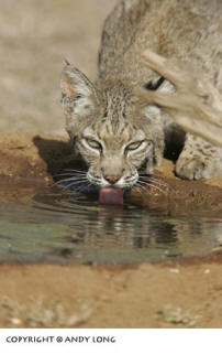 Bobcat at Watering Hole