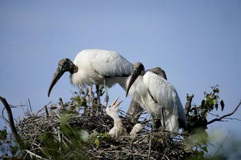 Photo of Wood Stork on nest
