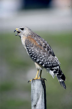 Photo of Red-shouldered Hawk