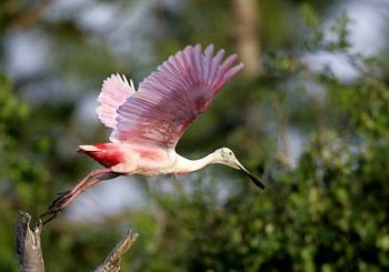 Photo of Roseate Spoonbill