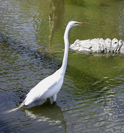 Photo of Great Egret & alligator