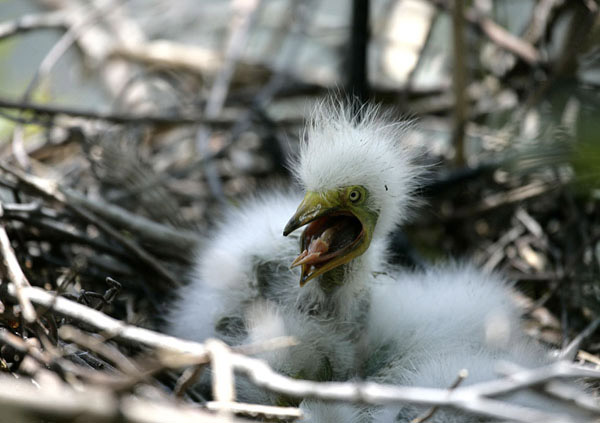 Photo of baby egret