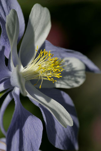 Close-up photo of Columbine flower by Andy Long