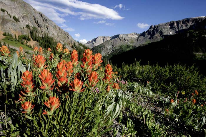 Photo of Indian Paintbrush in the mountains by Andy Long