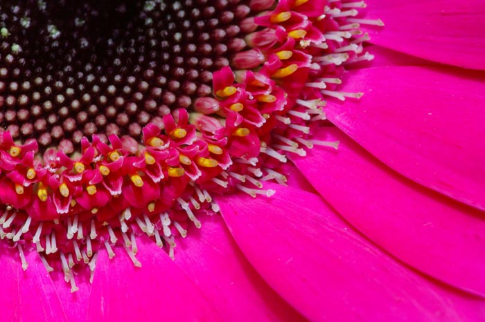 Close-up photo of pink flower by Andy Long