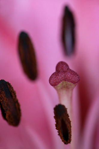 Close-up photo of stigma and anthers of pink flower by Andy Long