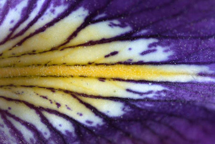 Close-up photo of Iris petal by Andy Long