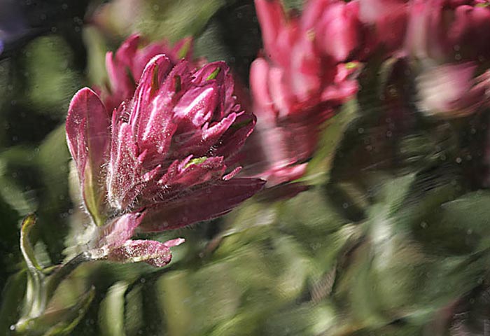 Close-up photo of Indian Paintbrush by Andy Long
