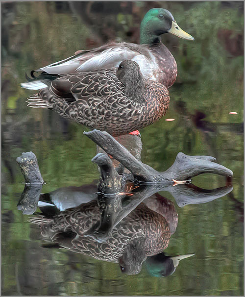HDR reflection photo of Mallard Ducks by Jim Austin.