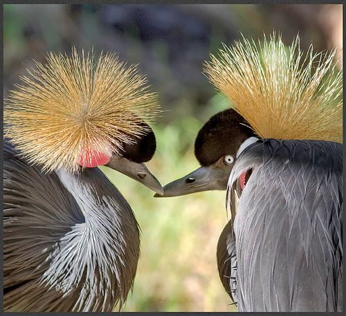 HDR photo of two East African Crowned Cranes by Jim Austin.