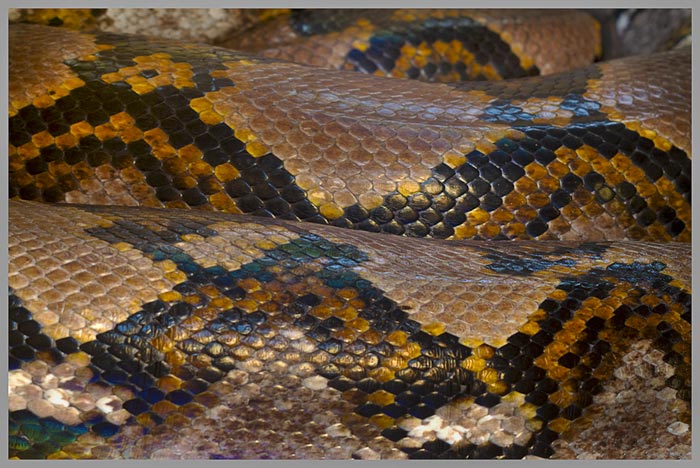 Close-up HDR photo of coiled Reticulated Python by Jim Austin.