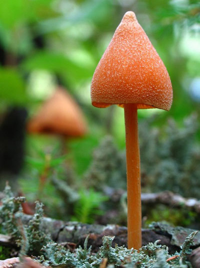 Close-up photo of reddish mushroom by Juergen Roth