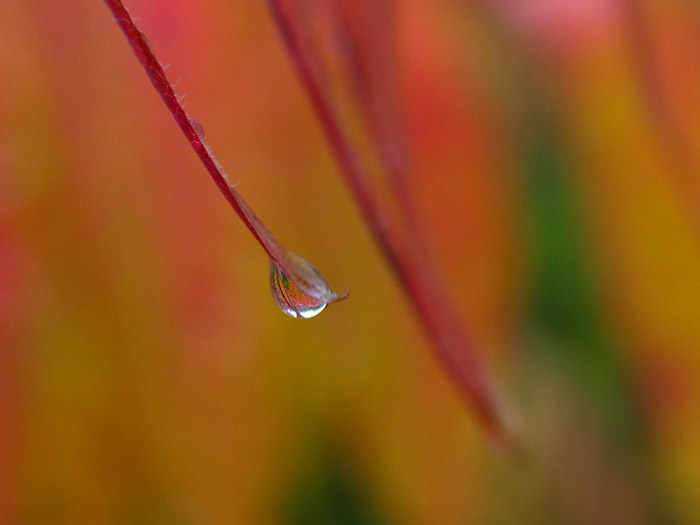 Close-up photo of raindrop on sliver of flower petal by Juergen Roth.