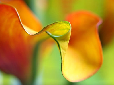 Close-up abstract photo of Calla Lily by Juergen Roth