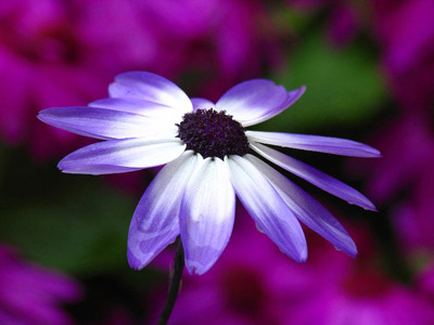 Close-up photo of purple flower by Juergen Roth