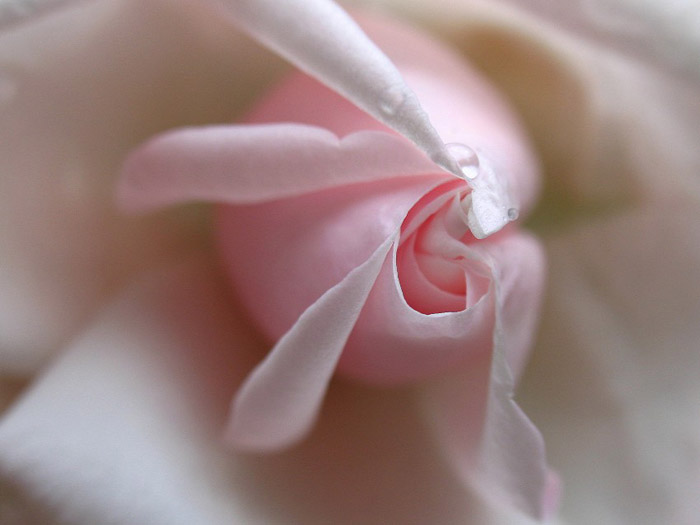 Close-up photo of pink rose by Juergen Roth.