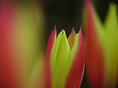 Close-up photo of Tulip by Juergen Roth