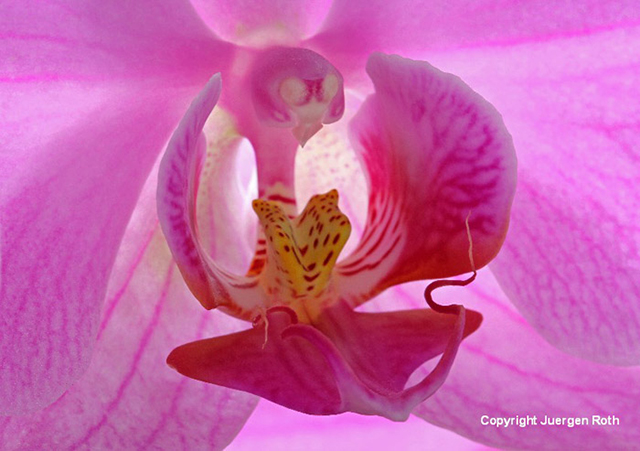 Close-up image of a pink Orchid using a reflector by Juergen Roth.