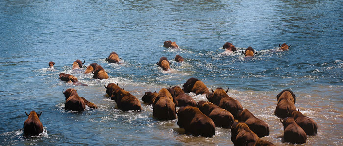 Photo of American Bison swimming in Yellowstone National Park by Michael Leggero