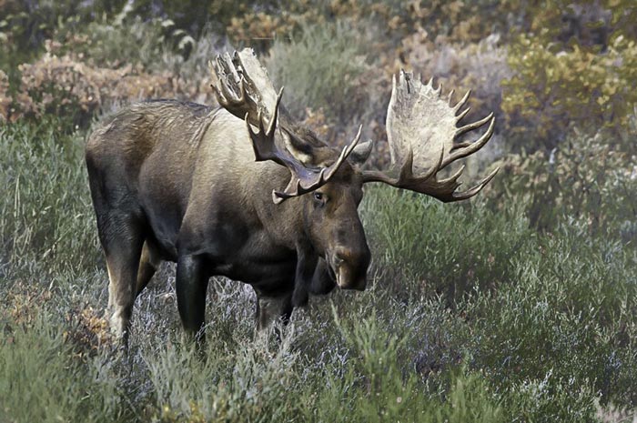 Photo of bull moose by Michael Leggero