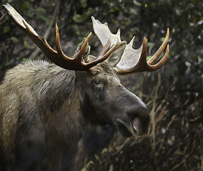 Close-up photo of bull moose by Michael Leggero