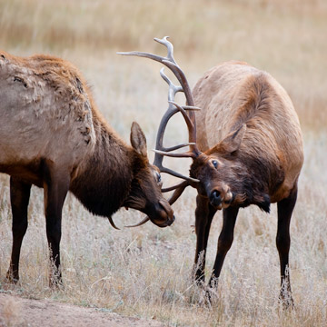 Photos of bull elk fighting in autumn at Rocky Mountain National Park by Michael Leggero